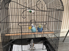 2 budgie young birds