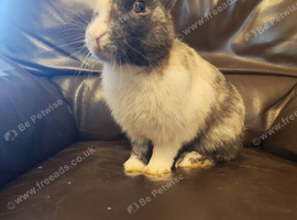Dutch male rabbit