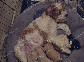 Beautiful cavapoo pups