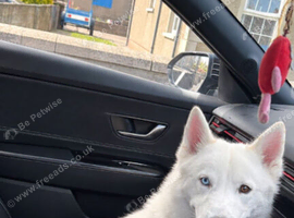 White huskey