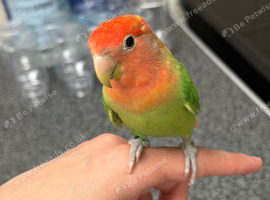 Tamed love bird for sale