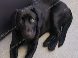 9 month old black labrador