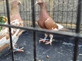 Pigeons