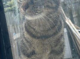 Female mum cat 2 years old