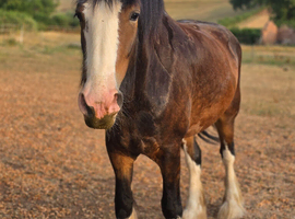 QUALITY 4yr old Registered shire mare