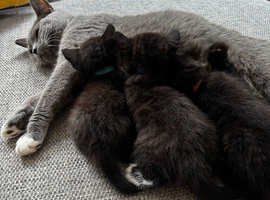 4 beautiful short haired kittens for sale
