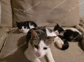 Gorgeous Female Kittens - 12 Weeks - Litter Trained & Flea Treated
