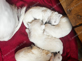 Full westies ready November