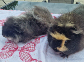 2 x Swiss Baby Boars