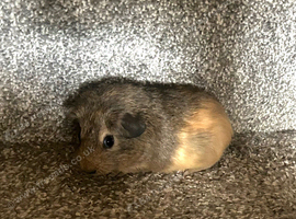 Sow guinea pig baby ready to leave