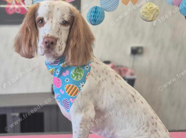 Sprocker