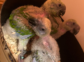 CUDDLY ADORABLE HAND REARED YELLOW NAPED AMAZONS