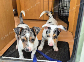 Jack russell X two brothers for sale