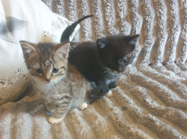 Cross bengal kittens