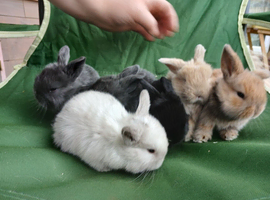 Beautiful mini lops