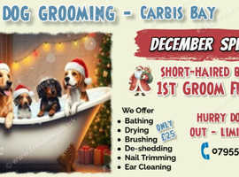 First Free Groom Free during December for Short-Haired Breeds