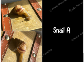 Baby giant African land snails (Lissachatina fulica)