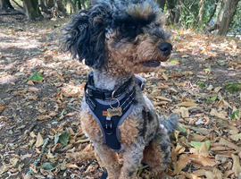 Cockapoo for sale