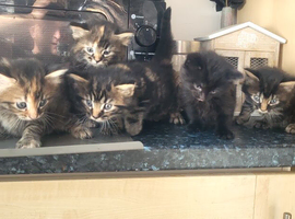 5 beautiful kittens