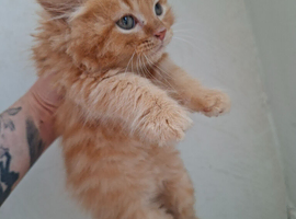 Kittens