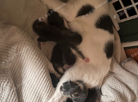 Grey kittens