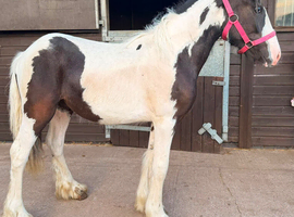 Cob colt