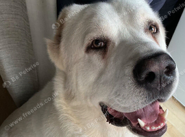 Arthur in need of a new home