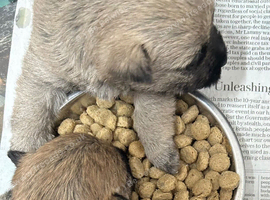 Gorgeous Cairn Terrier Puppies