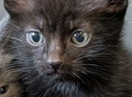 Stunning male black kitten ready for his forever home