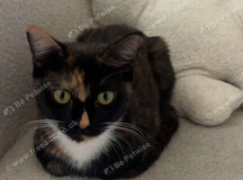 Female cat