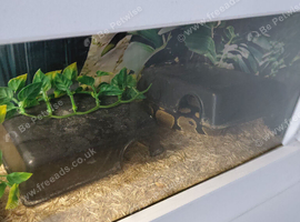 Tame royal python