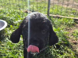 7 beautiful cocker spaniel