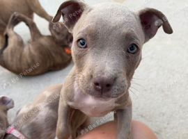 Pocket bully puppies for sale
