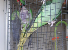 Pair of alexandrine