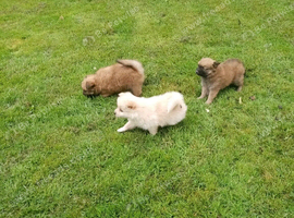 Pomeranian Pups