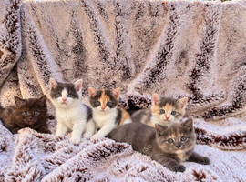 Rainbow  British shorthair litter of 5