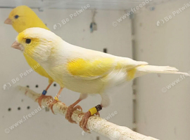 2025 proven yellow dimorphic hen