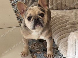 Merl French bulldog bitch