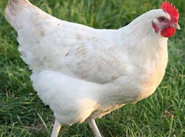White star point of lay pullets ready now