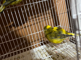 Pr canaries