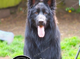 The Sire is Grandson of famous Boss (Bossenburg)