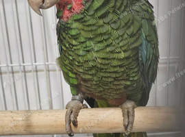 Cuban amazon female