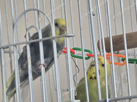 Hi i have a 2 budgies female for sell 20&pound; ech and 35&pound; for 2