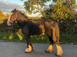 Ride and drive Black mare