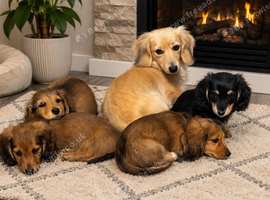 KC reg longhaired minature daschund x2 boys x1 girl