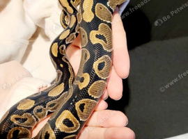 Ball python/ Royal python male