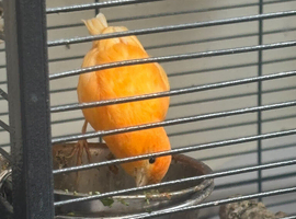 3 Gorgeous Bright Orange Canaries