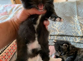 two female kittens