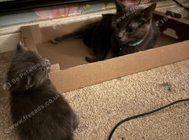 Two adorable pure Russian Blue babies