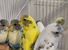 Pied Budgies Top Quality male and female